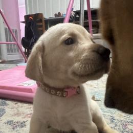 Pink Collar - Yellow female Labrador Retriever puppy in Swainsboro, Georgia from Matthew's Labrador Retrievers
