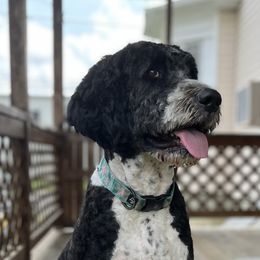 Lacey - Bernedoodle