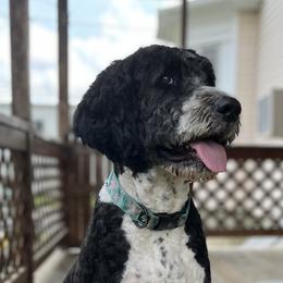 Lacey - Bernedoodle