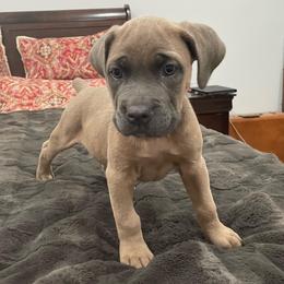 Buttercup - Gray and fawn female Cane Corso puppy in San Isidro, Texas from MTZCC Ranch, LLC