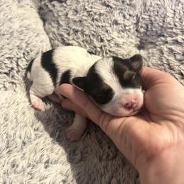 Black White Parti Male - Parti male Yorkipoo puppy in Topeka, Kansas from Bayless Yorkiepoos