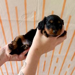Paddy - Black and tan male Dachshund puppy in Westport, Kentucky from Lonestar Creek Farm