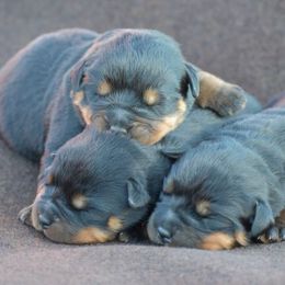 Rottweiler Puppies from Sharp Ridge Rottweilers