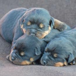 Rottweiler Puppies from Sharp Ridge Rottweilers
