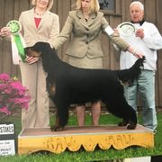 "Best in Sweepstakes" Gordon Setter Puppies from Bit O’ Gold Gordon Setters