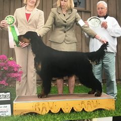 "Best in Sweepstakes" Gordon Setter Puppies from Bit O’ Gold Gordon Setters