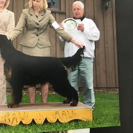 "Best in Sweepstakes" Gordon Setter Puppies from Bit O’ Gold Gordon Setters