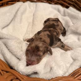 Pumpkin - Dapple female Dachshund puppy in Yuba City, California from Mulberry Dachshunds