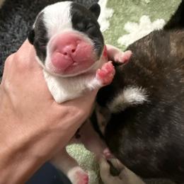 Encore - White and brindle male French Bulldog puppy in New Hampton, New Hampshire from Kismet French Bulldogs