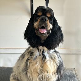 Ben - Cocker Spaniel