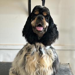Ben - Cocker Spaniel