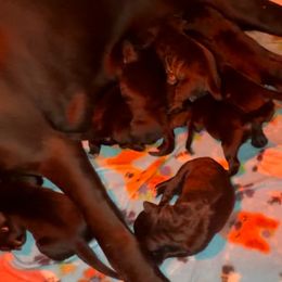 Girl 1 - Black female Cane Corso puppy in Lewisville, Denton County, Texas from Trained To Go Corso Kennels (T.T.G. Corso Kennels)