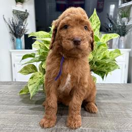 Purple - Red  female Goldendoodle puppy in Bakersfield, California from Lavish Doodles