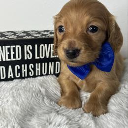 Boy one - Red male Dachshund puppy in Payette, Idaho from NT Mini Doxies