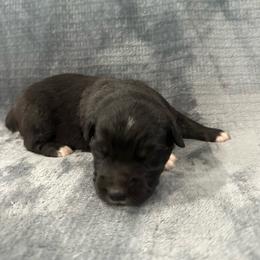 Black and White Male 2- 1600 - Black & white male Australian Shepherd puppy in Morristown, Tennessee from Lakeway Farms