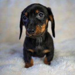 Raider - Black and tan male Dachshund puppy in Temecula, California from Naomi Magee's Dachshund Kennel
