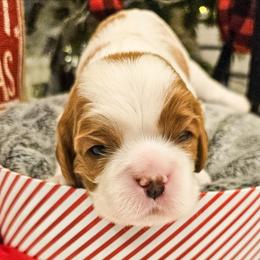 Nico - Blenheim male Cavalier King Charles Spaniel puppy in Highland, Utah from Furever Cavaliers