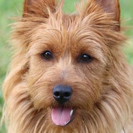 Riot - Australian Terrier