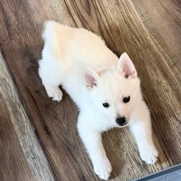 Boy blu - Cream male Schipperke puppy in Wagoner, Oklahoma from Melissa Davis