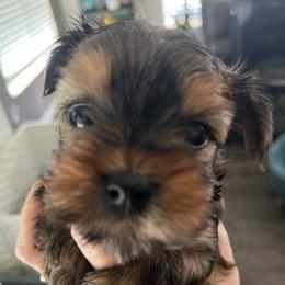 Keisha - Sable female Yorkshire Terrier puppy in Laughlin, Nevada from Dani’s Yorkie’s