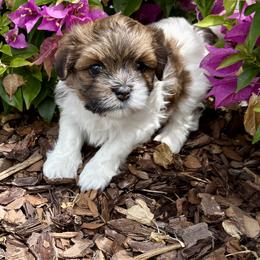 Havanese Puppies from Pixie Dust Havanese