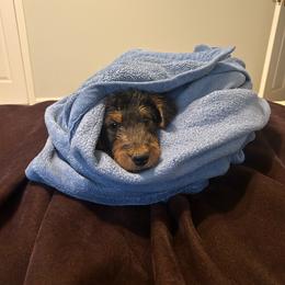 Dark Pink - Black and tan female Airedale Terrier puppy in Anderson, California from Airedales of Myriad Ranch