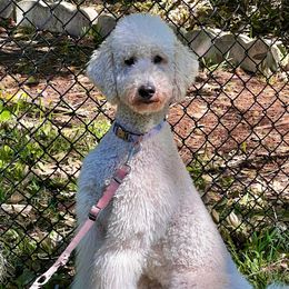 Anoushka - Poodle
