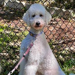 Anoushka - Poodle