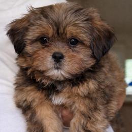 Princess Mikelle - Chocolate and tan female Shih Tzu puppy in Chattanooga, Tennessee from Joy-Fur Puppies