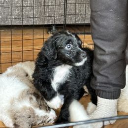 Aussiedoodle Puppies from Vali Girl Aussiedoodles