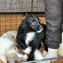 Aussiedoodle Puppies from Vali Girl Aussiedoodles