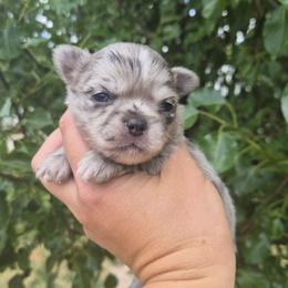 Vinny - Merle male Chihuahua puppy in Silver Summit, Utah from Snow Peak Kennel