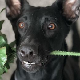 Belgian Malinois and xDutch Shepherds from RGR Malinois