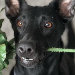 Belgian Malinois and xDutch Shepherds from RGR Malinois