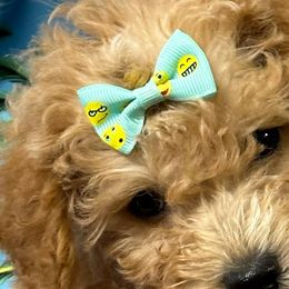 Labradoodles from Klava Doodles