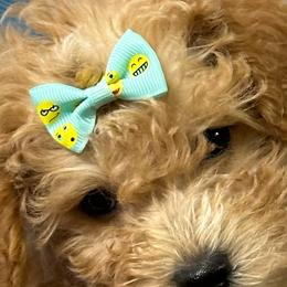 Labradoodles from Klava Doodles