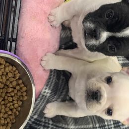 Bulldog and French Bulldog Puppies from Jagster’s Bulldogs
