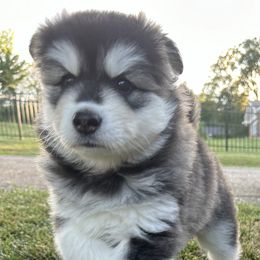 Siberian Husky Puppies from Fluffy Tail Huskies