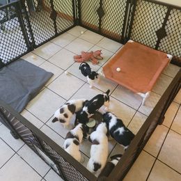 English Springer Spaniel Puppies from Satilla River Springers