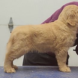 Golden Retriever Puppies from KM Golden Retrievers