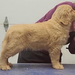 Golden Retriever Puppies from KM Golden Retrievers
