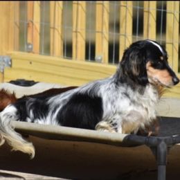 Rionna - Black and cream female Dachshund puppy in Federal Way, Washington from Designer Doxies