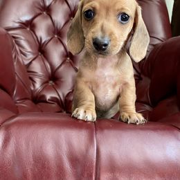 Dachshund Puppies from Wild West Weenies