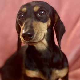 Barbie - Dachshund