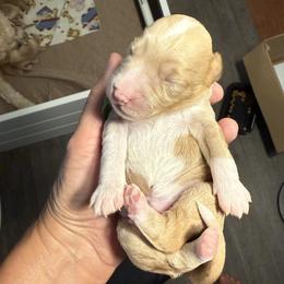 Davy aka Green Collar - Apricot male Goldendoodle puppy in Portland, Tennessee from Happy_Tails_by_TJ