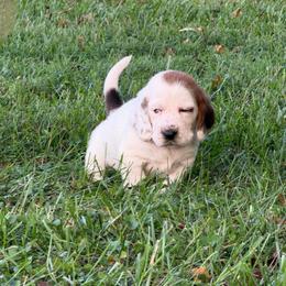 Yellow Collar Female - Mahogany and white female Basset Hound puppy in Manchester, Tennessee from Middle TN Leopard Catahoulas and Middle TN Bassett Hounds