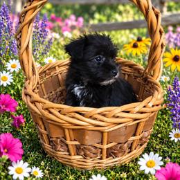 Macaroni - Black male Miniature Schnauzer puppy in Allison, Iowa from Firefly Stables