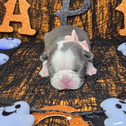 Lilac Lady - Lilac female Boston Terrier puppy in Corsicana, Texas from JT Bostons