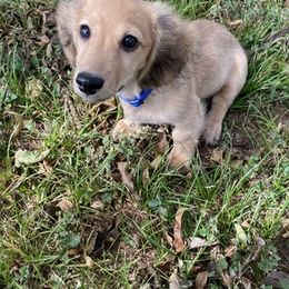 Dachshunds from The Dach Box