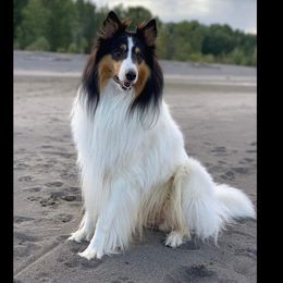 Rowan - Collie